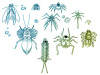 bugs_061406