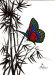 butterfly-big