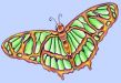 flabutterfly