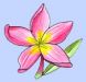 littleflower