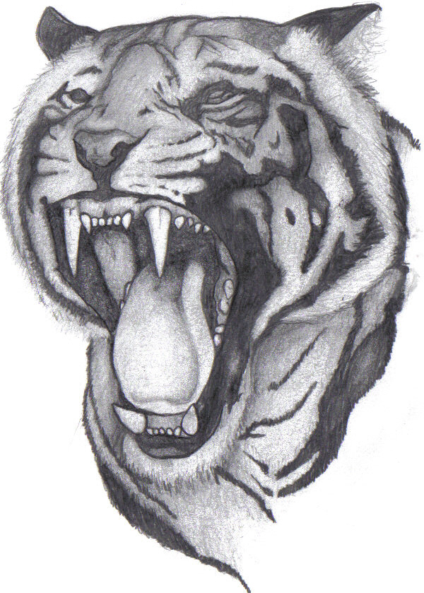 TIGER807220461