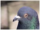 pigeon